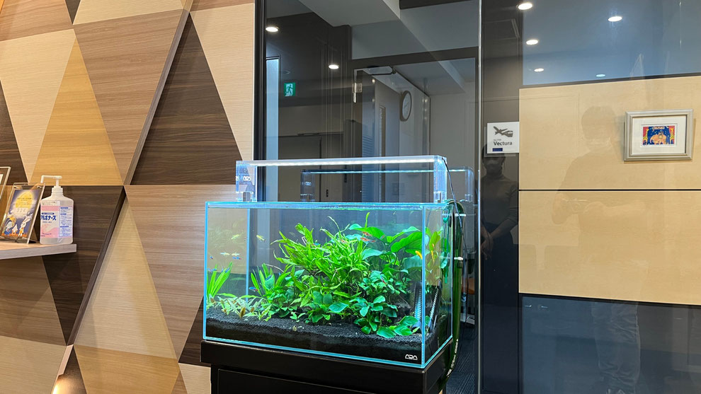 法人向け熱帯魚水槽レンタル業者の選び方｜失敗を防ぐためにチェックし  