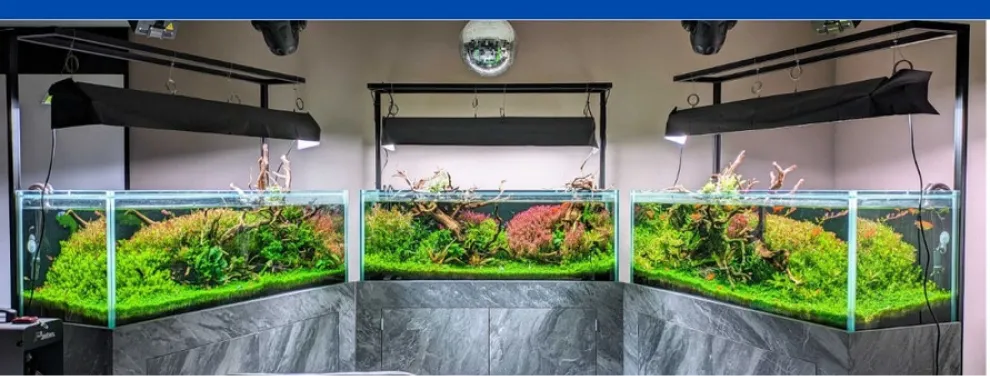 熱帯魚と水槽商談中