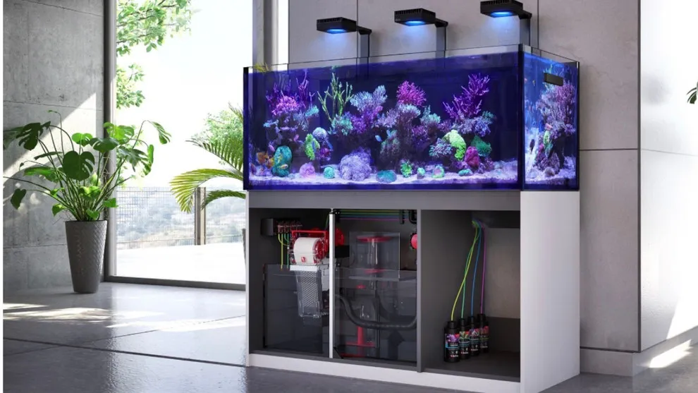 2025年】レッドシー REEFERの特徴を徹底解説! リーファーの魅力と人気  