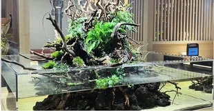 スイートテラ150の水槽