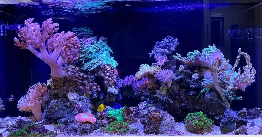 日本一美しいアクアレンタリウムの水槽