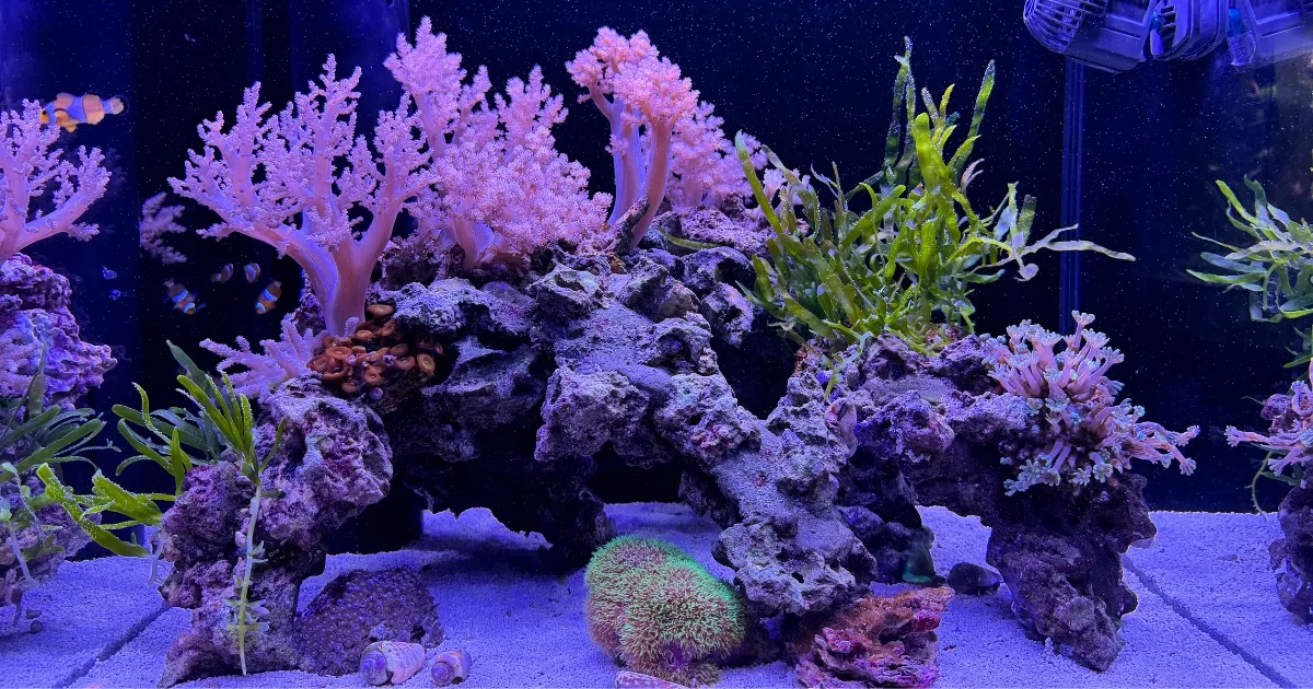 海藻・海草水槽