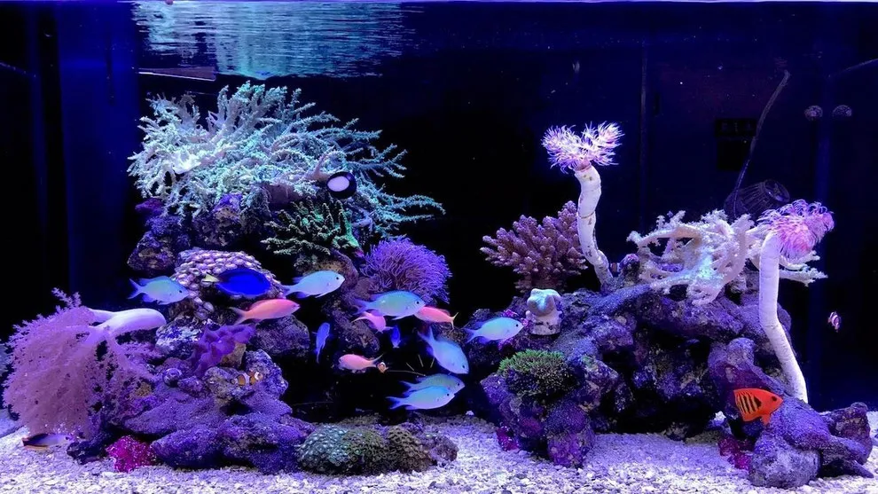 海水魚飼育は日々の管理が重要