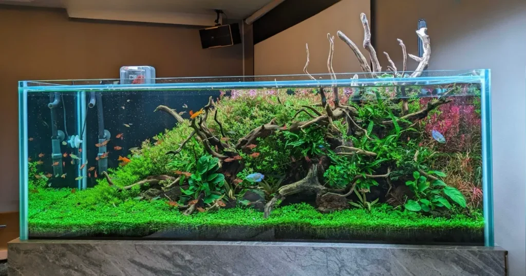 120センチ水草水槽
