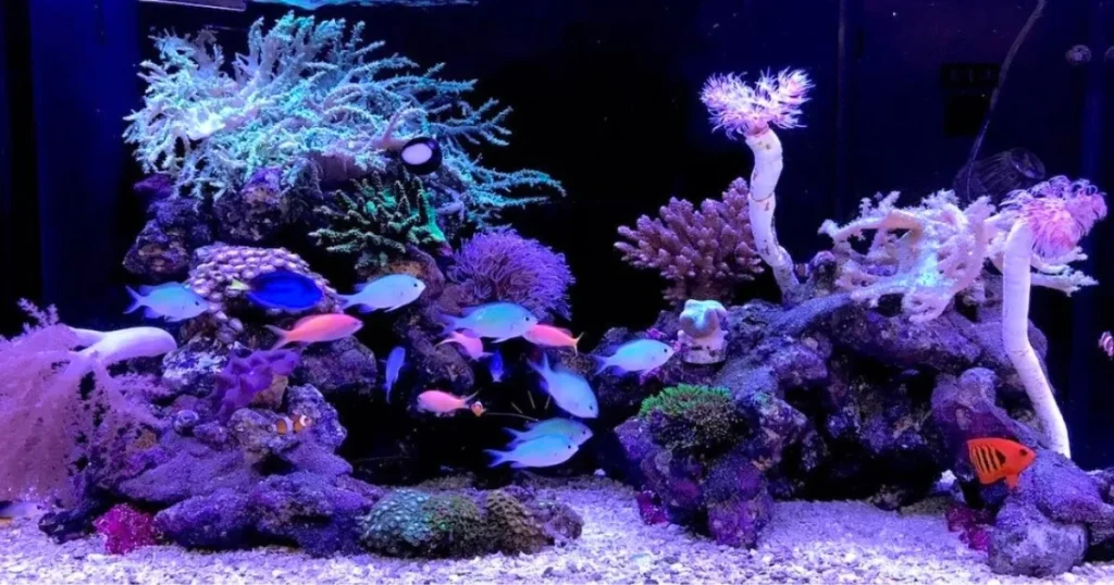 アクアレンタリウムのこだわり水槽レイアウトデザイン