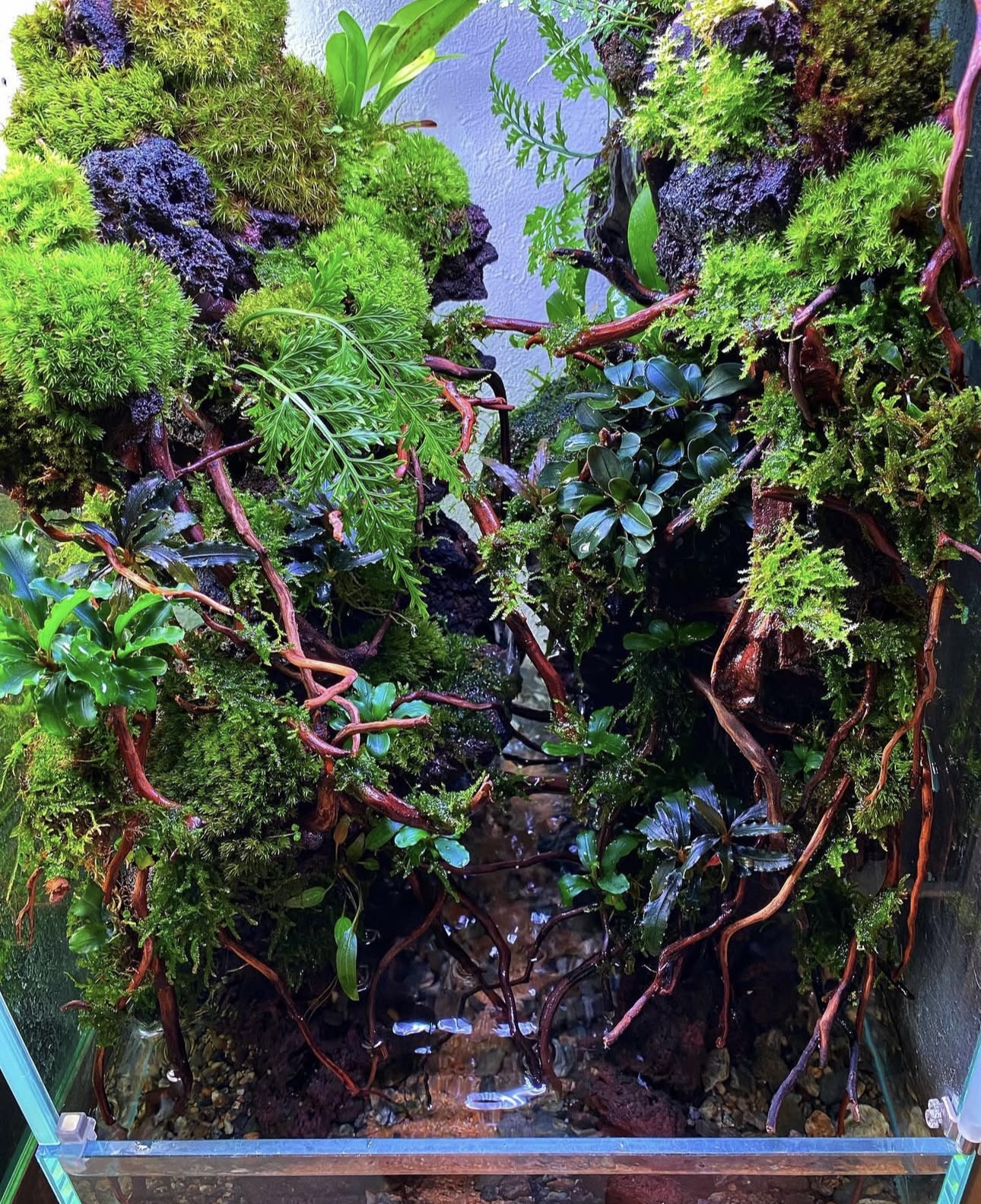 アクアテラリウムのレイアウト事例1