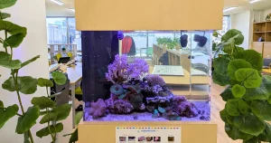 海水魚水槽のレンタル