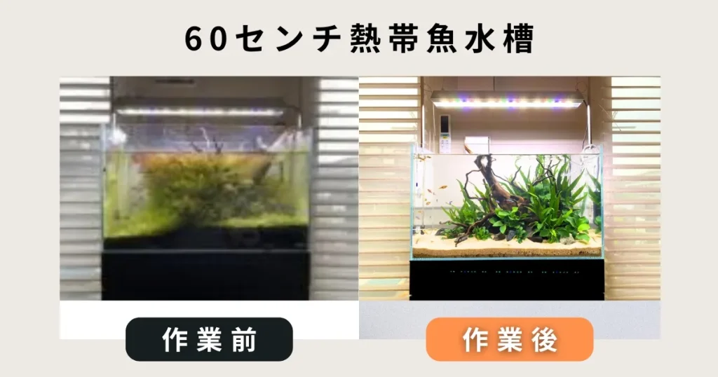 60センチ熱帯魚水槽出張水槽掃除
