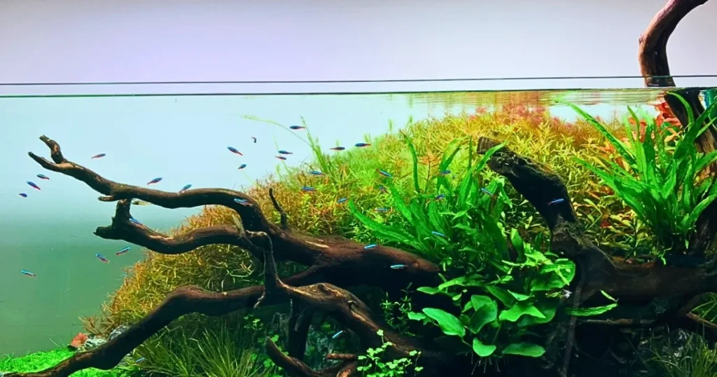 アクアレンタリウムの特徴背景