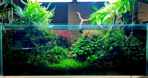 アクアレンタリウムが選ばれる理由