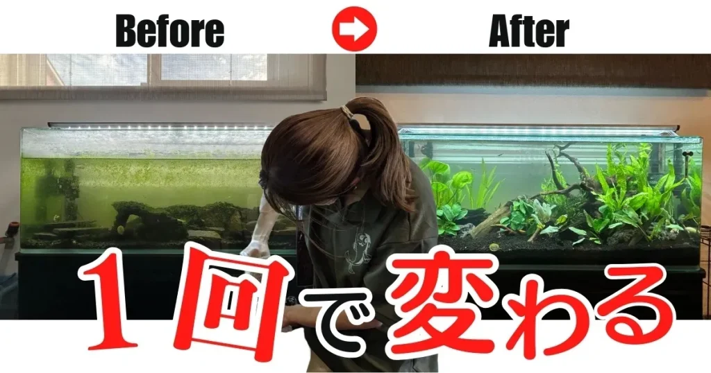 出張水槽掃除ならアクアレンタリウム