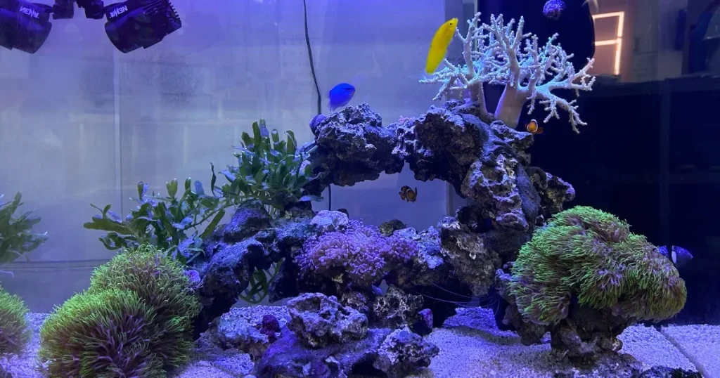 アクアレンタリウムの海水魚レンタル水槽