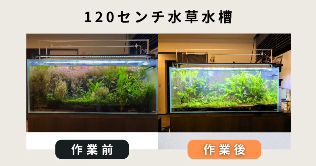 120センチ水草水槽出張水槽掃除