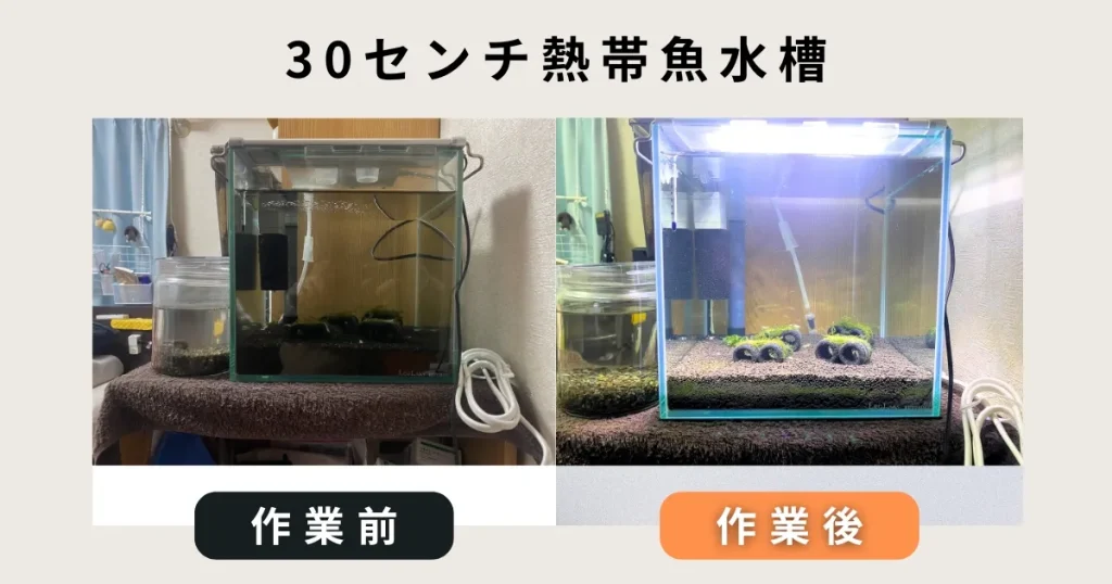 30センチ熱帯魚水槽出張掃除