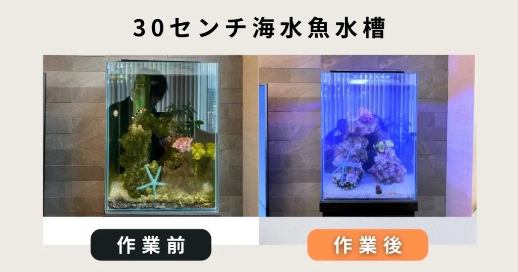 30センチ海水魚水槽掃除サービス