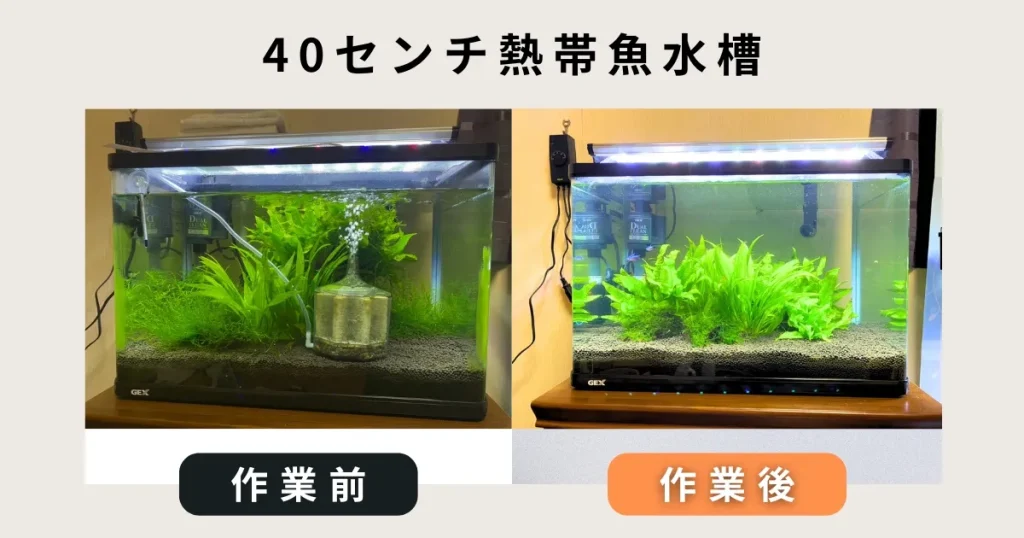 40センチ出張水槽掃除