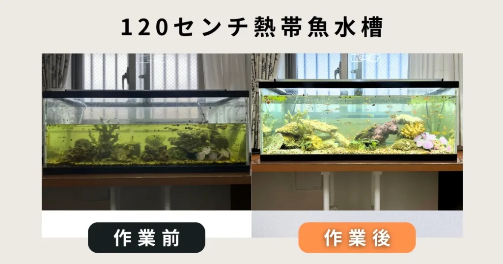 120センチ水槽掃除完了事例