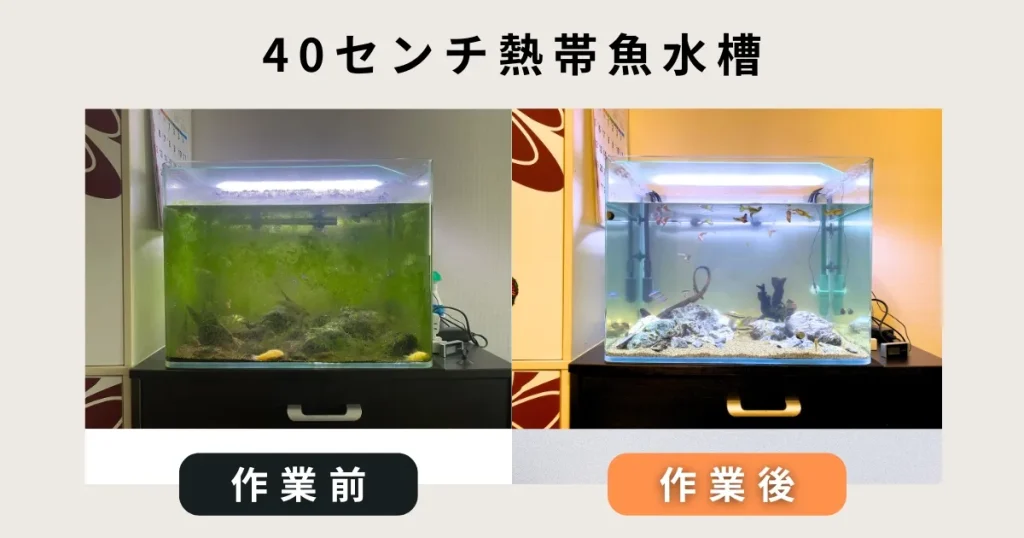 40センチ熱帯魚水槽出張水槽掃除