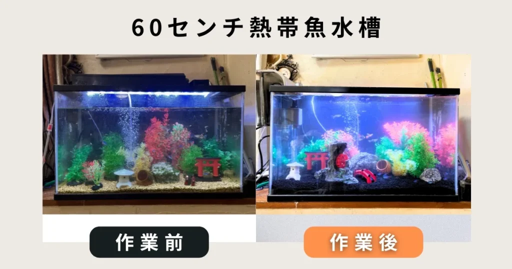 60センチ熱帯魚水槽出張掃除