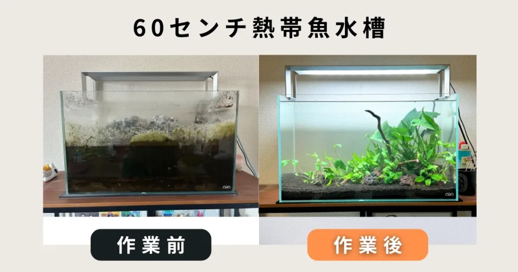 60センチ熱帯魚水槽出張水槽メンテナンス