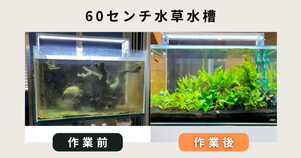 60センチ水槽出張水槽掃除