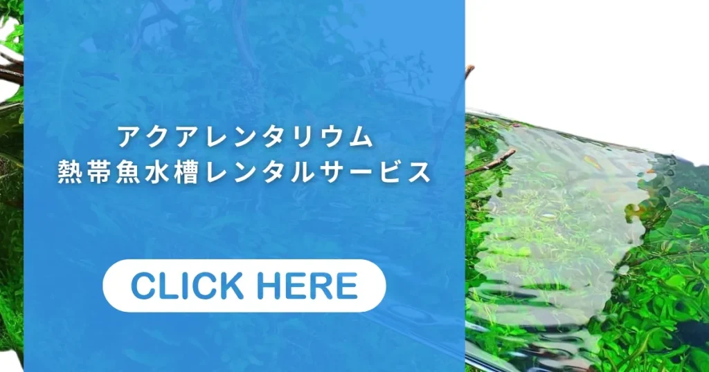 熱帯魚水槽のレンタルサービス
