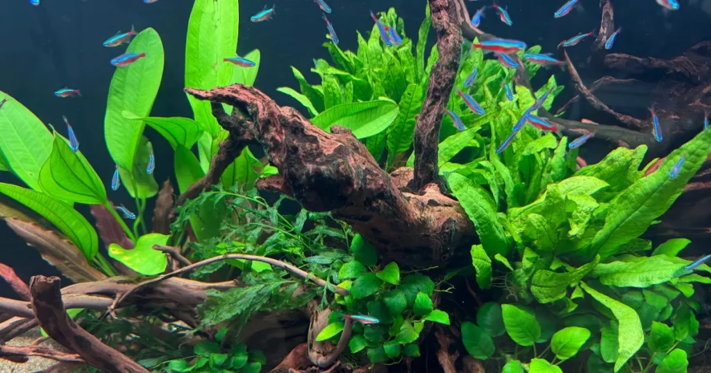 熱帯魚水槽と海水魚水槽の比較