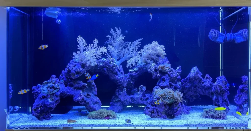 おしゃれな海水魚のレンタル水槽