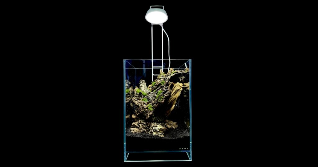 パルダリウムの植物と流木のレイアウトを説明