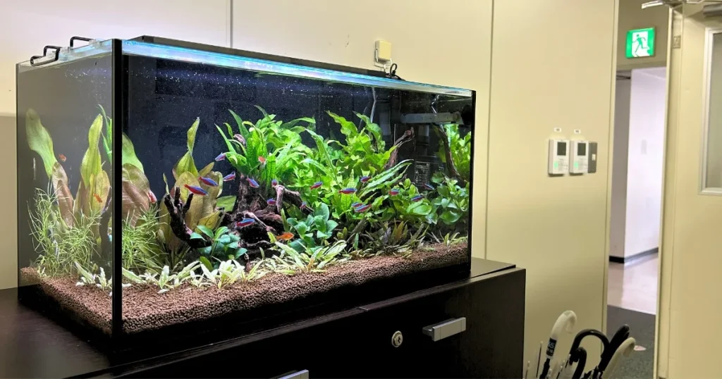 60センチ熱帯魚水槽のレンタル事例