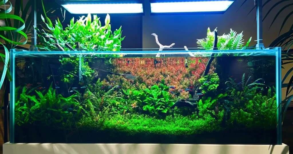 アクアレンタリウムのオフィスにある管理水槽