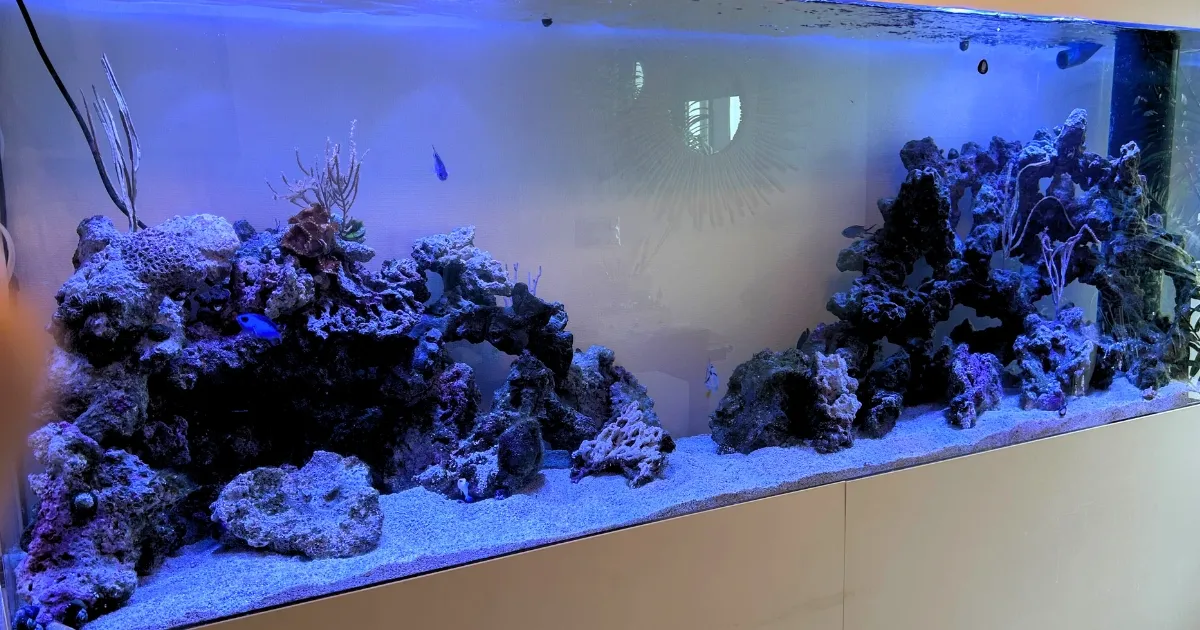 大型2メートル海水サンゴ水槽