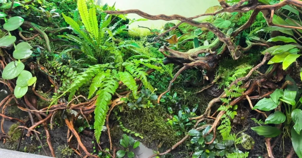 パルダリウムの植物育成と管理