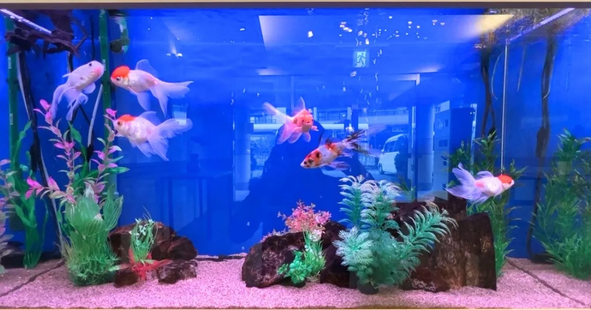 金魚のレンタル水槽業者を選ぶときのポイントを説明