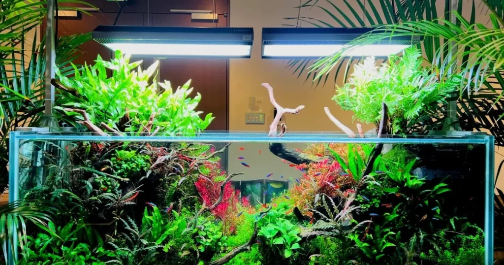 アクアレンタリウムの綺麗な水槽