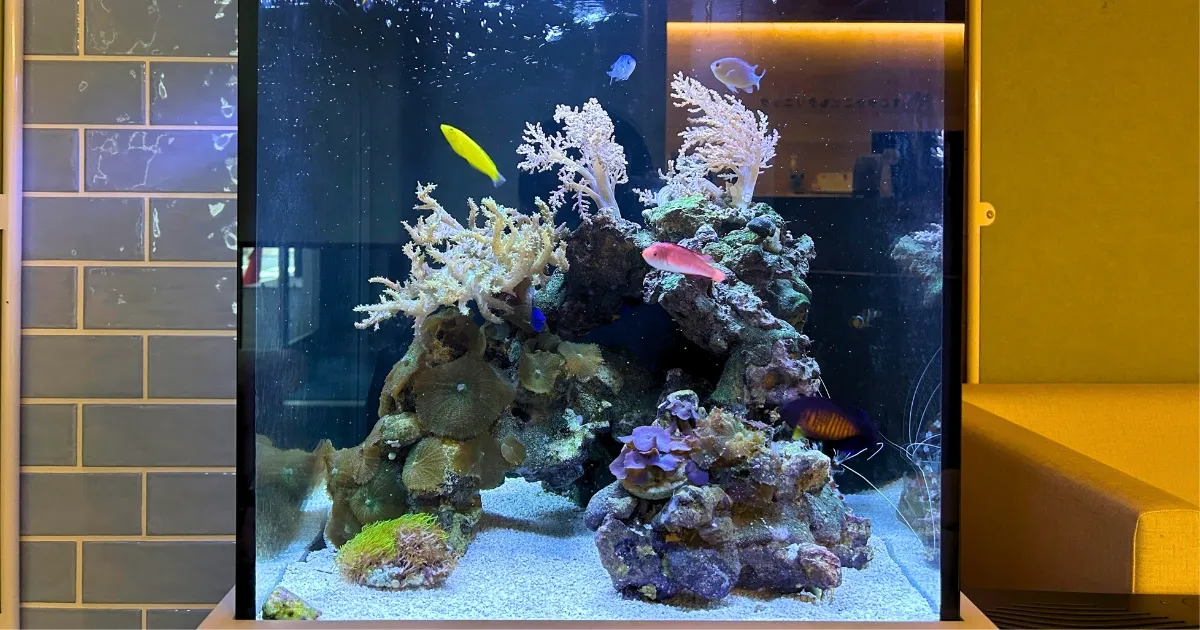 子供クリニックにある海水サンゴ水槽事例