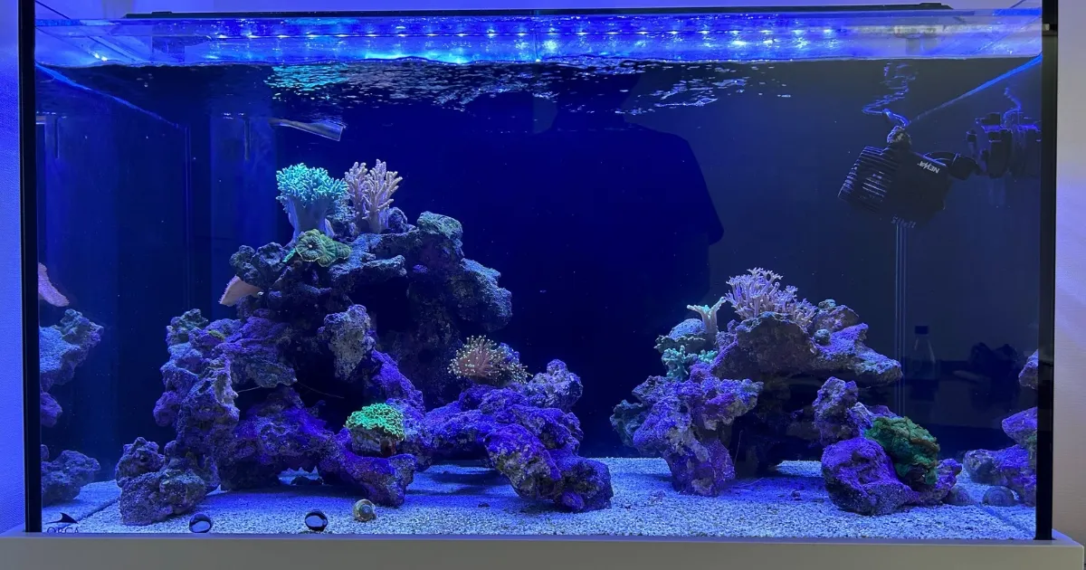 自宅にある海水サンゴ水槽
