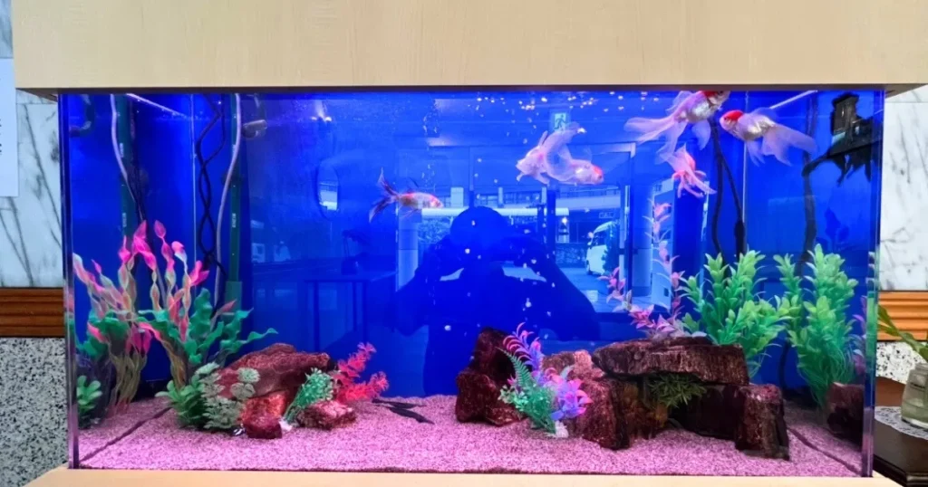 福岡で人気の金魚水槽レンタルならアクアレンタリウム