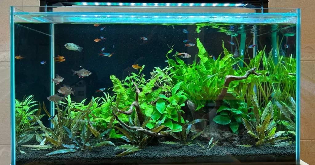 自宅にある熱帯魚水槽のレンタル事例