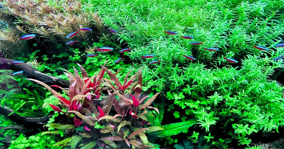 熱帯魚水槽の導入事例