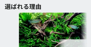 アクアレンタリウムが日本で1番選ばれる理由