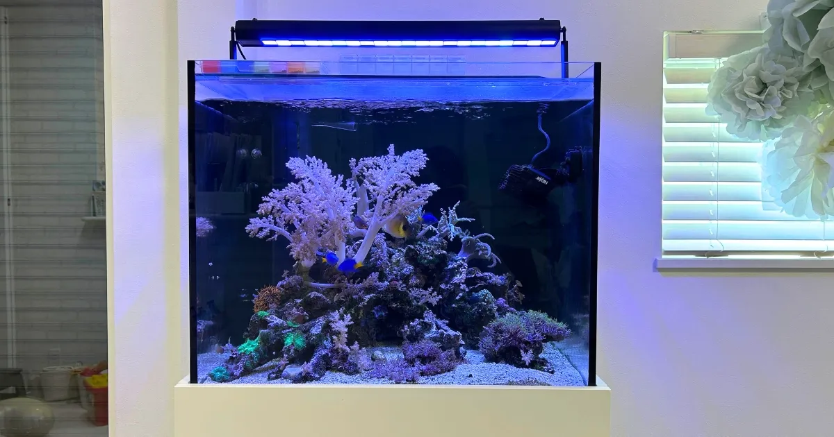 60センチの海水サンゴ水槽レンタル事例