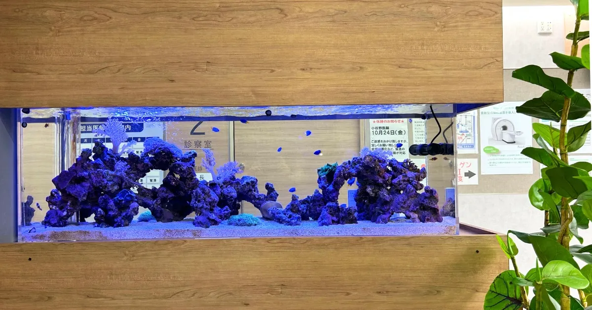 都内のクリニックにある海水サンゴ水槽