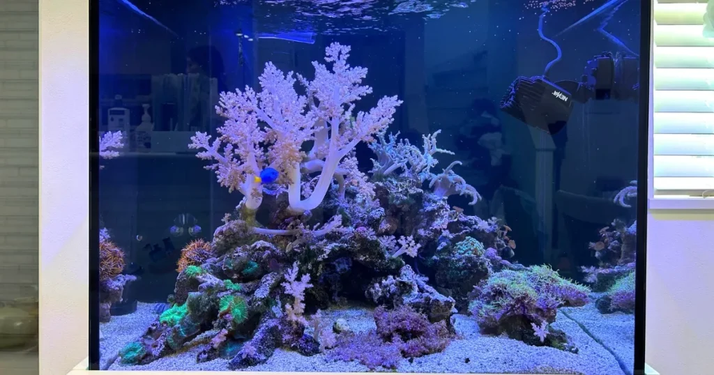 自宅にある海水サンゴ水槽