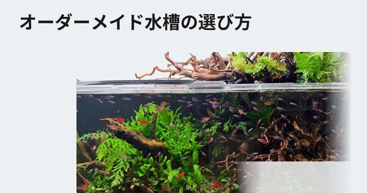オーダーメイド水槽の選び方｜価格帯の違いと失敗しないポイントを解説！