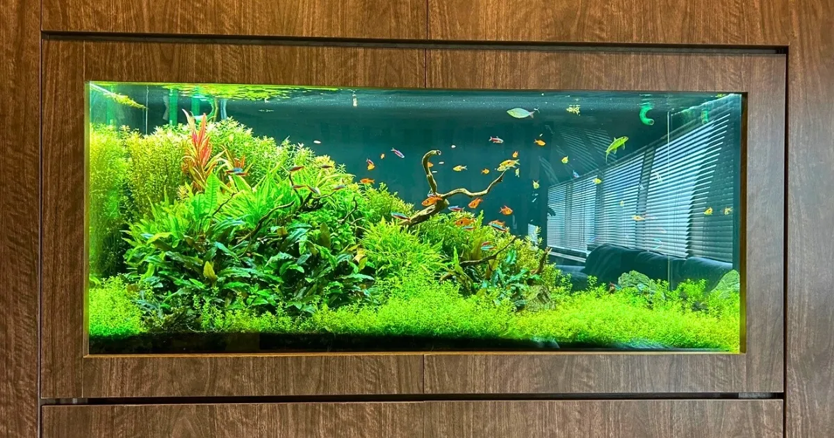 大型水槽のアクアレンタリウム