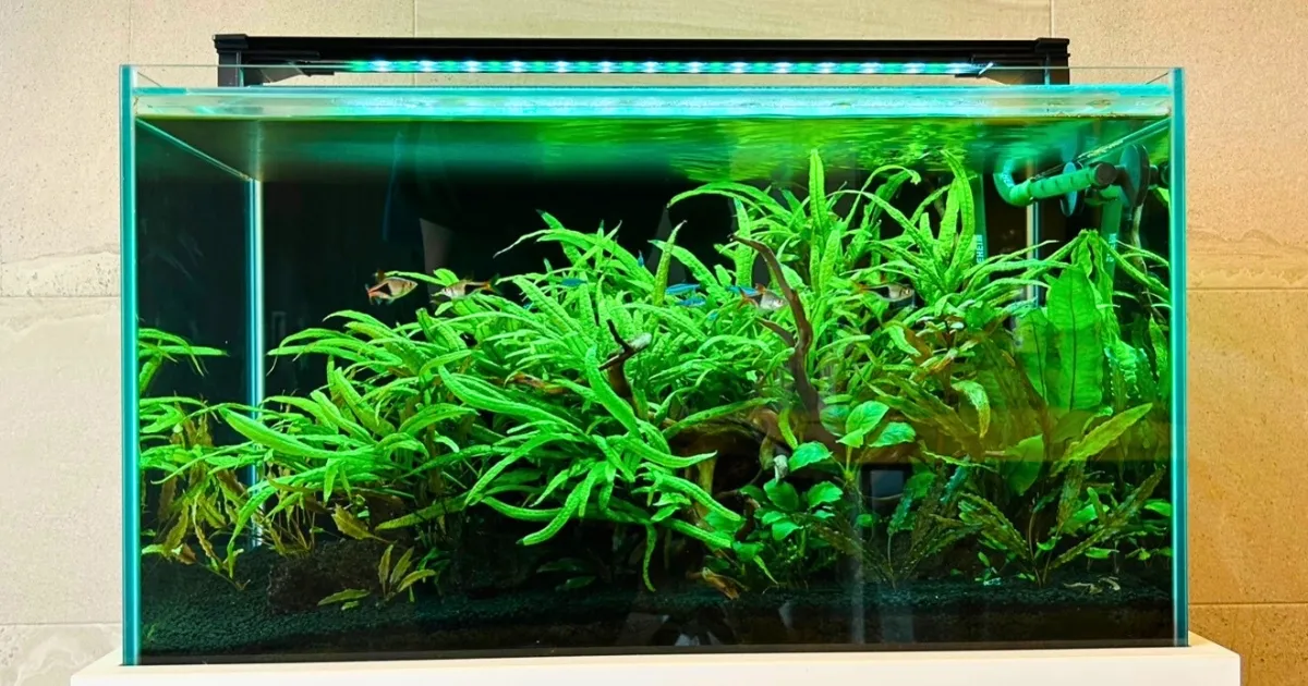 流木と水草のコントラスト
