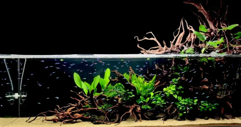 自宅の大型水槽、巨大水槽を頼むなら1番人気のアクアレンタリウム