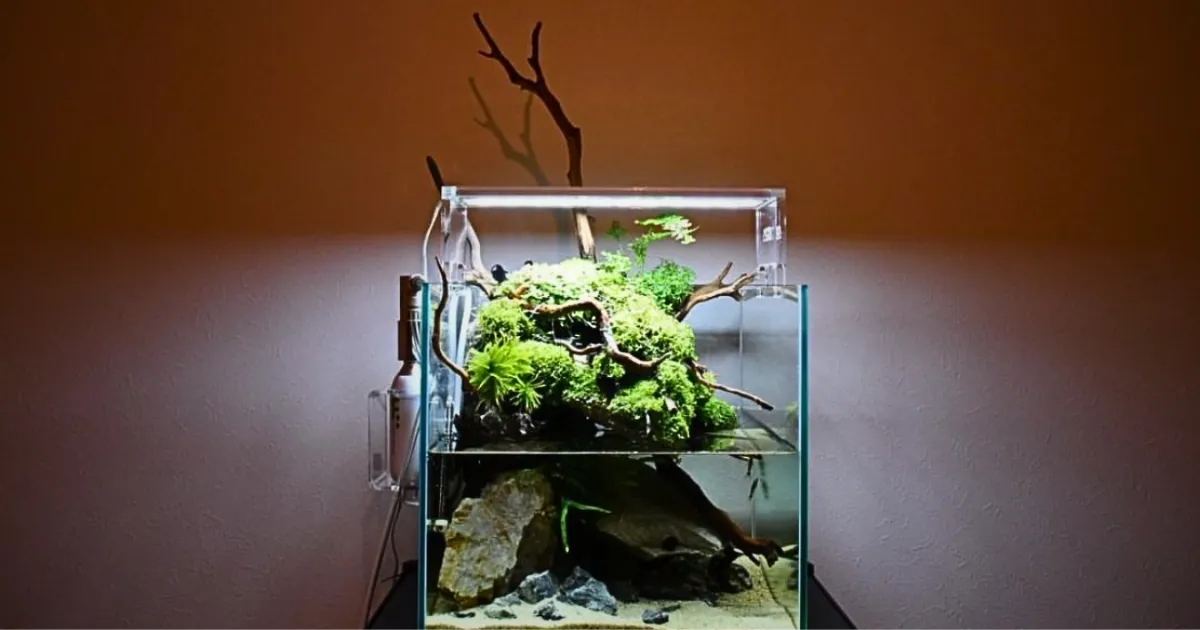 アクアテラリウムの楽しみ方