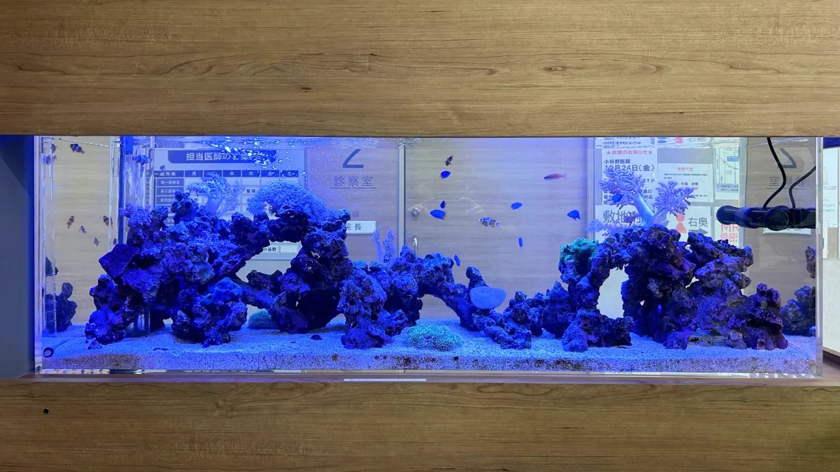 壁面に埋め込まれた海水サンゴ水槽ならアクアレンタリウム